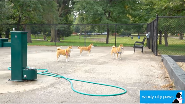 Park No. 551 Dog Friendly Area